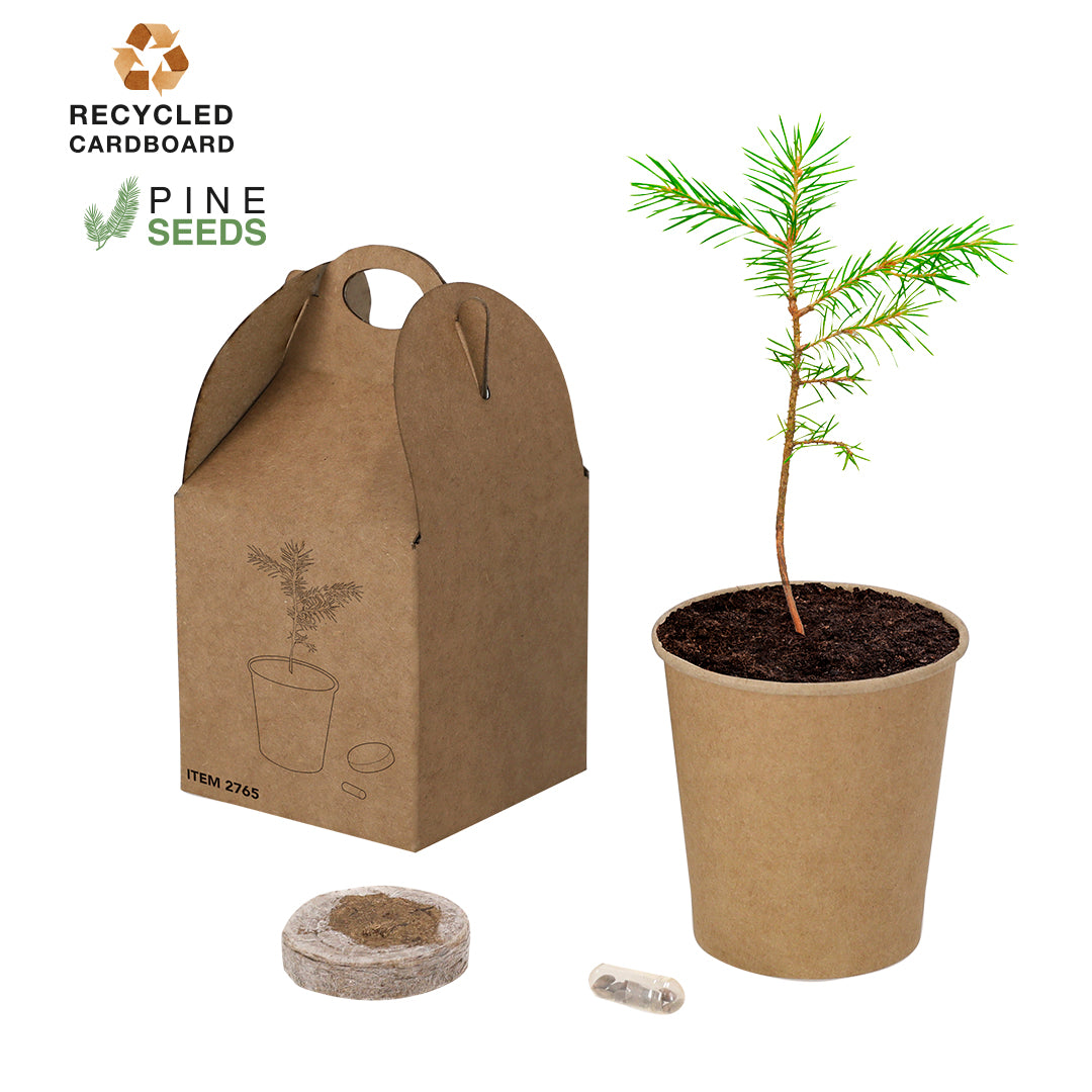 Pot de semences de pin. Substrat, pot en carton recyclé et graines de pin Vencor